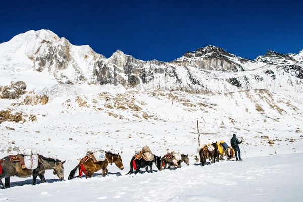 donkeys carrying essentials in manaslu larke pass