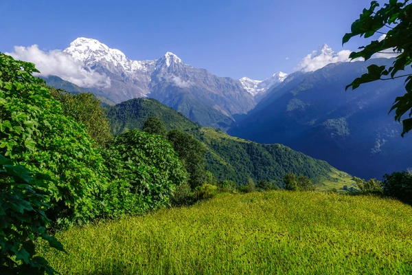 snow covered mountain seen from green field