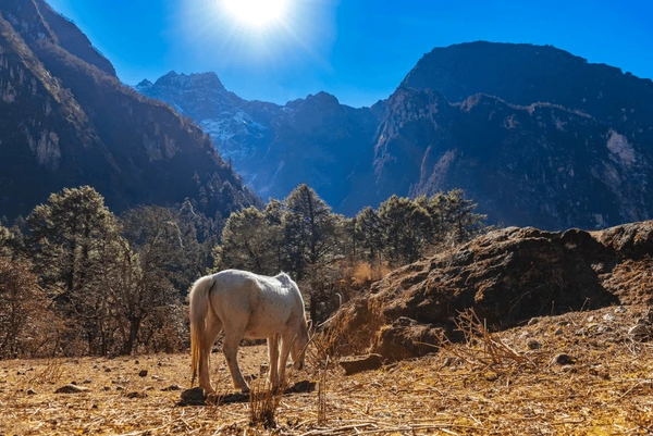white horse in manaslu