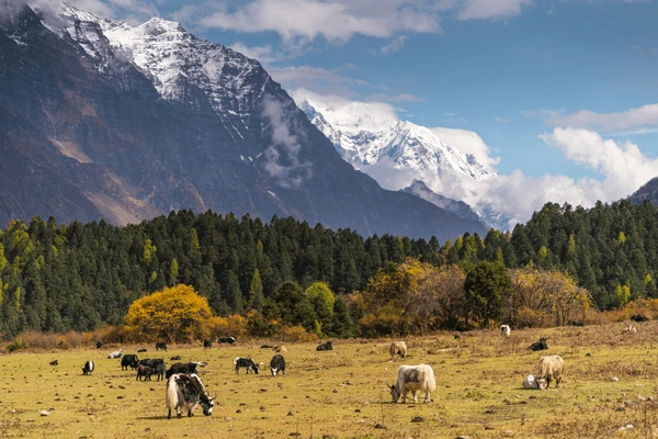 yaks grazing in samgaon
